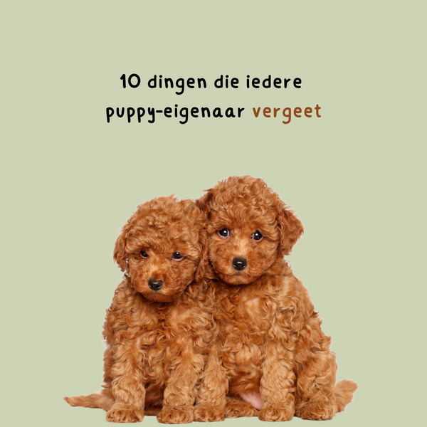 10 Dingen die elke nieuwe puppy-eigenaar vergeet💭 + GRATIS mini-gids
