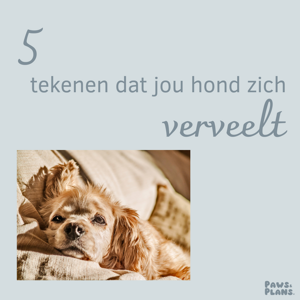 Verveling bij honden - hoe herken je het? + 15 activiteit-ideeën