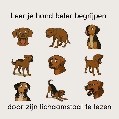 Leer je hond beter begrijpen door zijn lichaamstaal te lezen